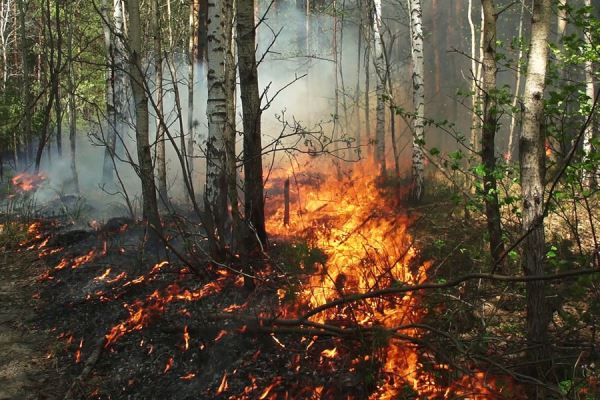 Мэр Бёджек: в Анталье в районе Лара начался лесной пожар