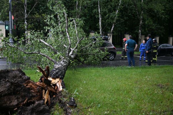 ТАСС: в Москве два человека пострадали при падении деревьев во время урагана