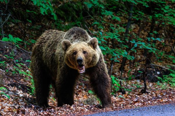 В Калужской области медведь загрыз мужчину, гулявшего с собаками